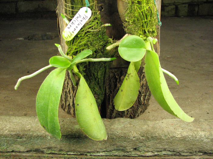 Phalaenopsis pulchra.jpg