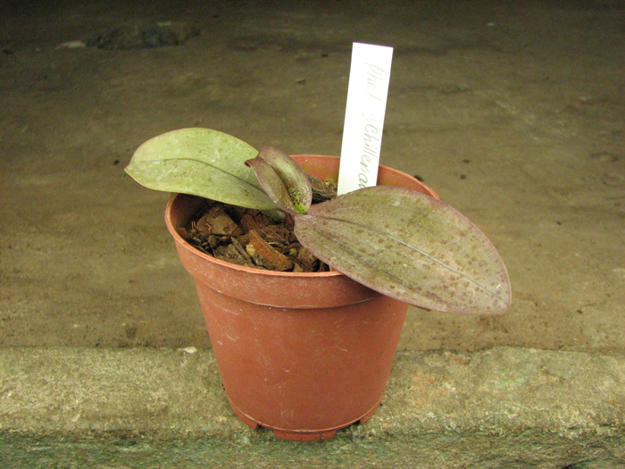 Phalaenopsis schilleriana x mannii.jpg