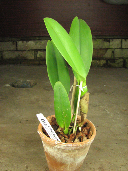 Potinara Spanish Eyes 'Tian Mu' (Apricot Flare x Memoria Wang Tzu-Chang).jpg