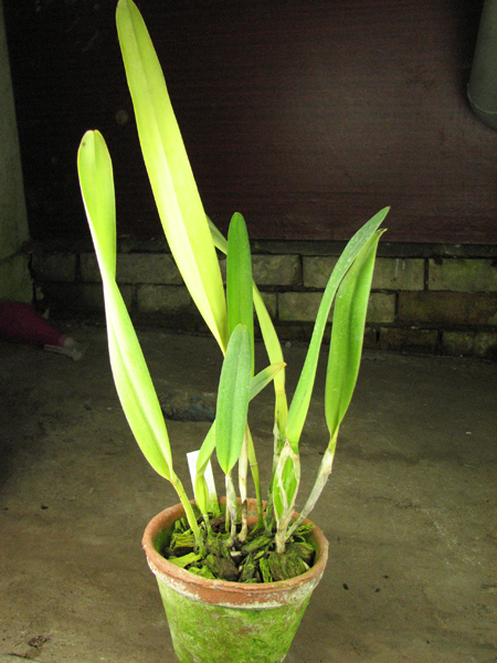 Laelia purpurata Seideliana sanguinea.jpg