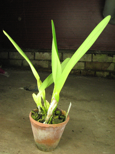 Laelia purpurata semi alba (quase) 'Osorio' × Laelia purpurata semi alba (quase) 'Tubarao'.jpg
