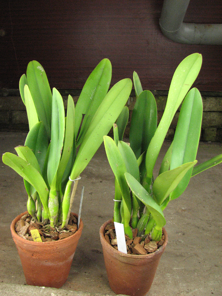 Brassolaeliocattleya Toshie's Magic 'Hsinying'.jpg