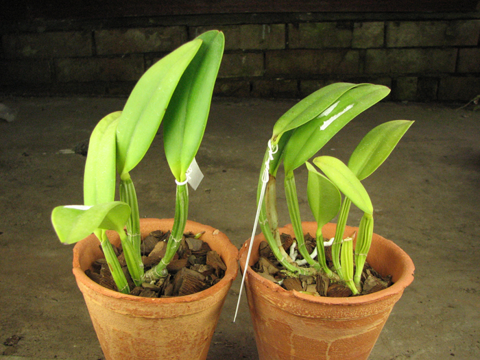 Cattleya lueddemanniana (Morena x OK-2) 'N 1' x lueddemanniana dark lip splash.jpg