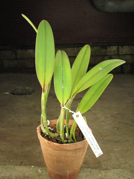 Cattleya lueddemanniana tipo 'Royal Flash' x Cattleya lueddemanniana tipo 'Drago'.JPG