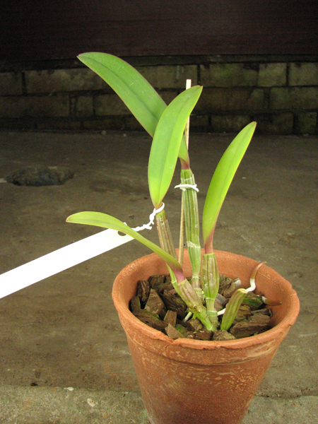 Cattleya lueddemanniana 'Negrita' x Cattleya lueddemanniana 'Dark'.jpg