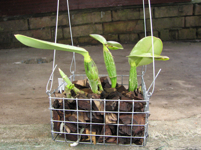 Cattleya walkeriana var princeps.jpg