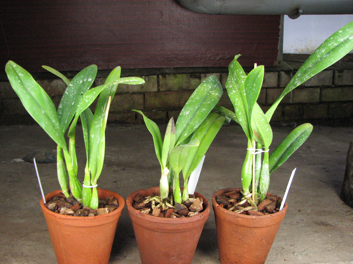 Laeliocattleya Ballet Folklorico 'Eloquence'.jpg