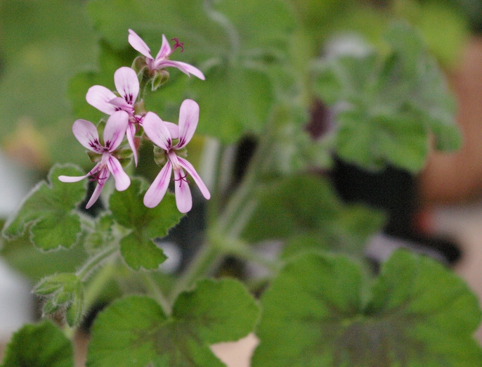 Chocolate Peppermint