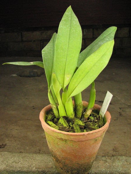 Trichopillia Senne Star (tortilis 'large' x turialbae 'alpha').jpg