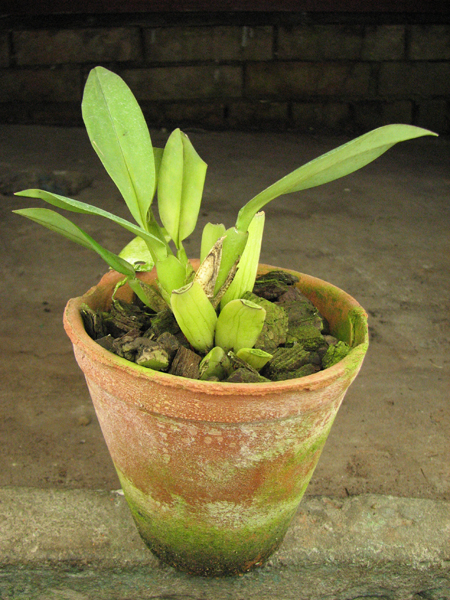 Trichopilia tortillis.jpg