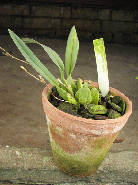 Trichopilia laxa.jpg