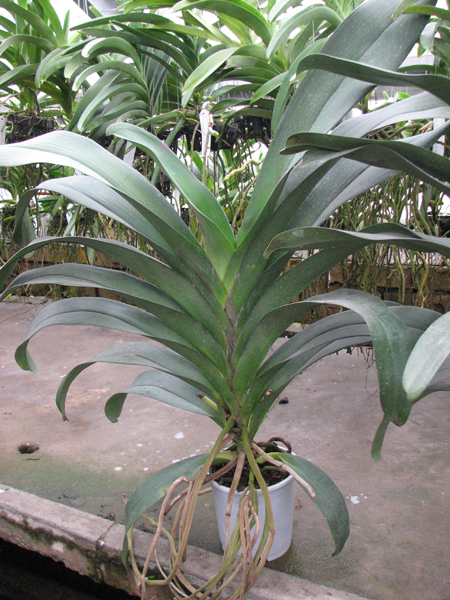 Angraecum Veitchii.jpg