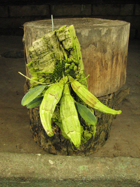 Dendrobium lindleyi.JPG