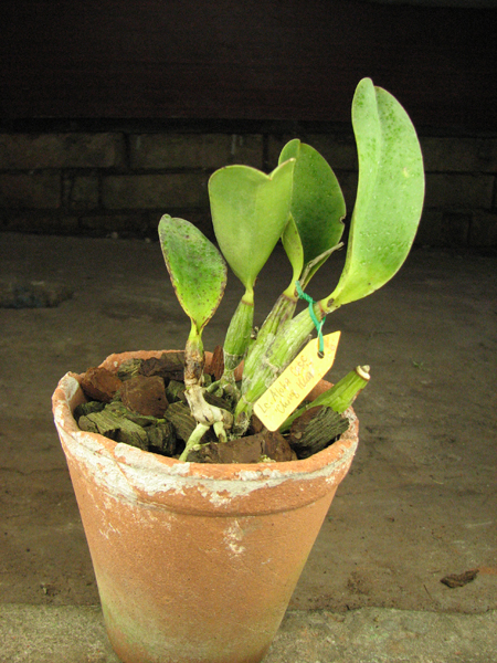 Laeliocattleya Aloha Case 'Ching Hua' (Mini Purple x walkeriana).jpg