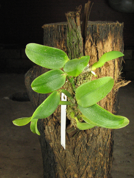 Laelia alaori alba 'Snow Flakes' x Laelia alaori alba 'SC'.jpg