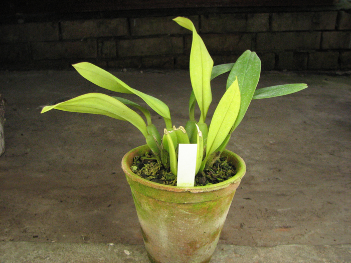 Trichopillia Senne Star (tortilis 'large' x turialbae 'alpha').jpg