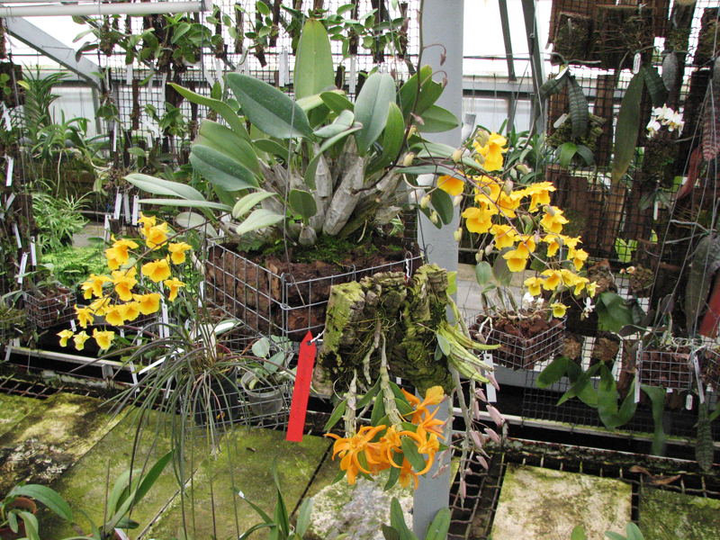 Dendrobium aggregatum.jpg
