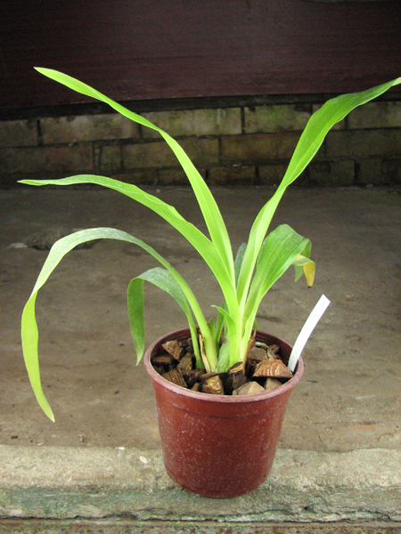 Zygopetalum 'Rhein Moonlight'.jpg