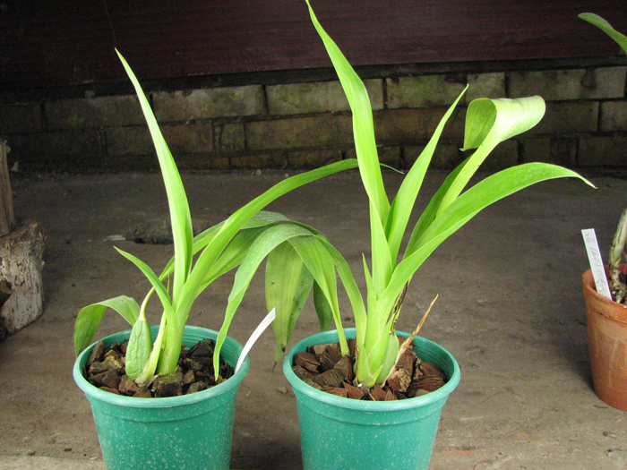 Zygopetalum Rhein Harlequin 'Cappuccino'.jpg