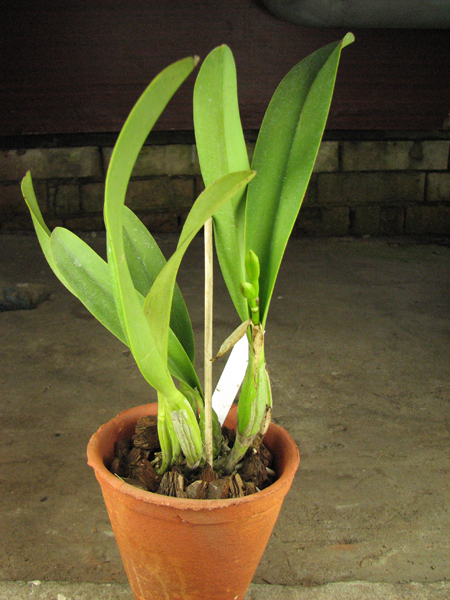 Laeliocattleya Tokyo Magic 'Kitty' (lrene Finney x briegeri).jpg