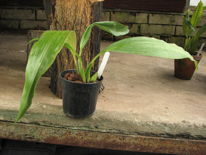 Coelogyne speciosa.jpg