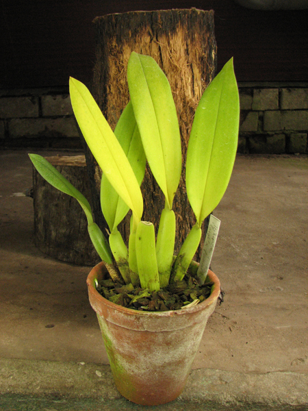 Trichopillia Senne Star (tortilis 'large' x turialbae 'alpha').jpg