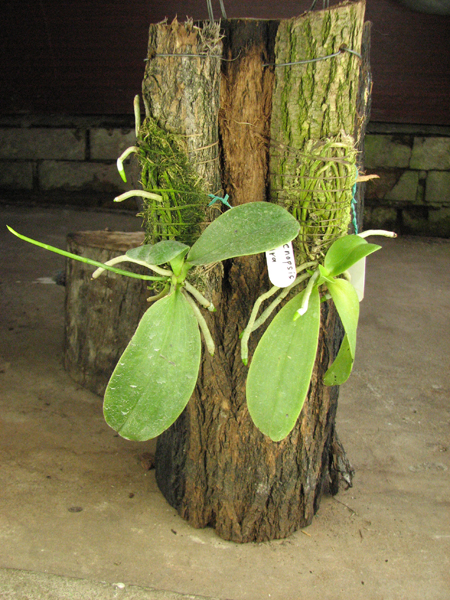 Phalaenopsis pulchra.jpg