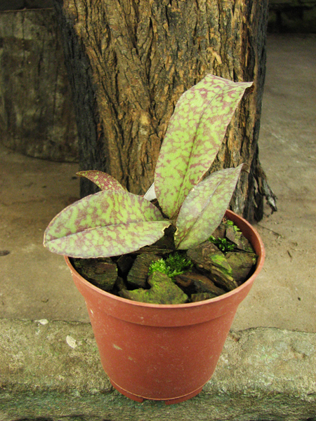 Psychopsis Butterfly (sanderae x papilio).jpg