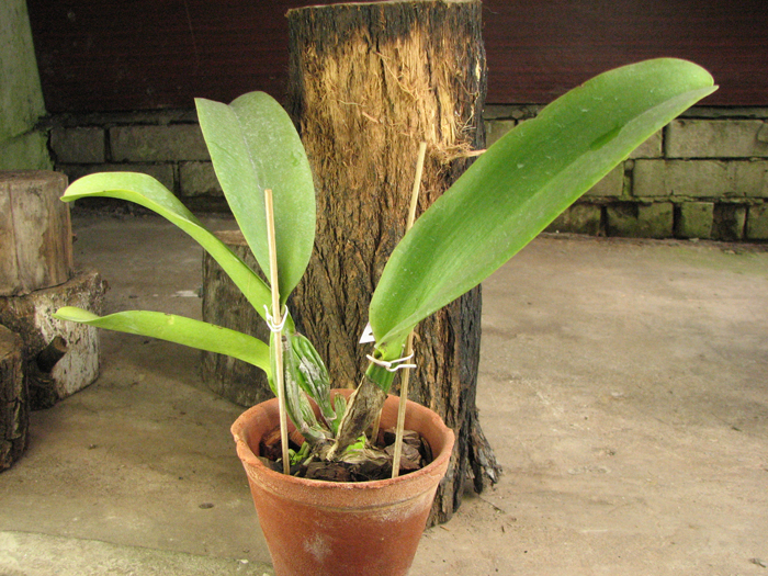 Brassolaeliocattleya Kuwale Gem 'Shin Shin'.jpg