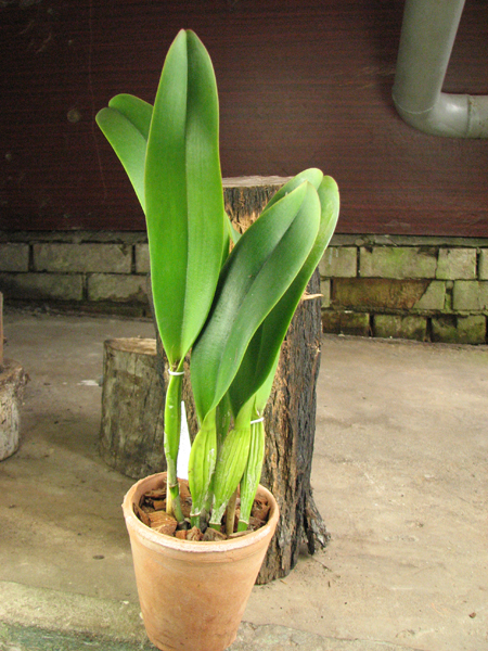Brassolaeliocattleya Chia Lin 'New City'.jpg