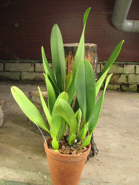 Brassolaeliocattleya Toshie's Magic 'Hsinying'.jpg