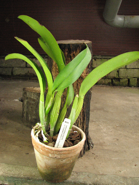 Laeliocattleya Orglade's Grand 'Yu Chang Beauty'.jpg