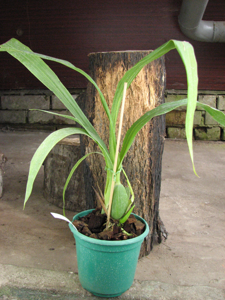 Zygopetalum 'Rhein Moonlight'.jpg