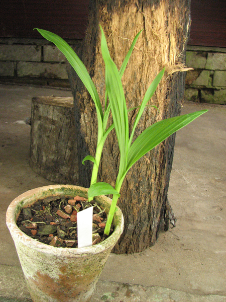 Bletilla striata.jpg