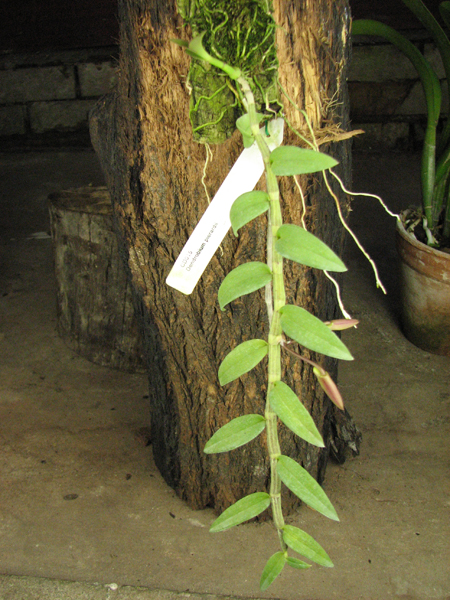 Dendrobium pierardii.jpg