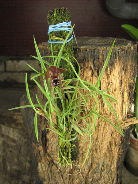 Maxillaria cogniauxiana.jpg