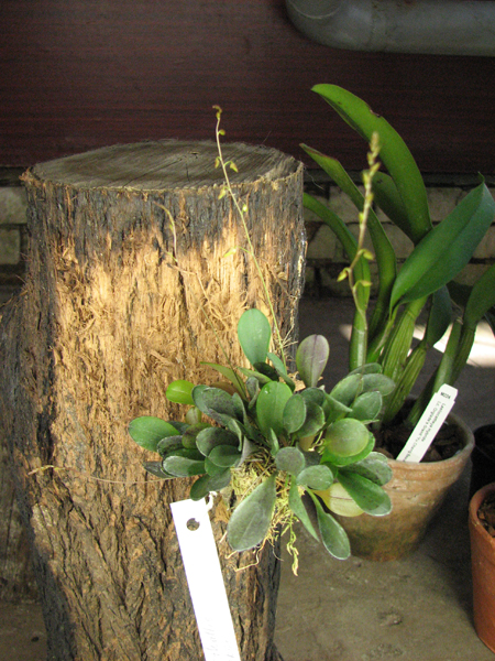 Pleurothallis grobyi.jpg