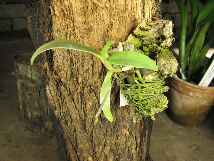 Diploprora truncata.jpg