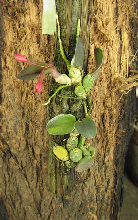 Sophronitis alagoenses.jpg