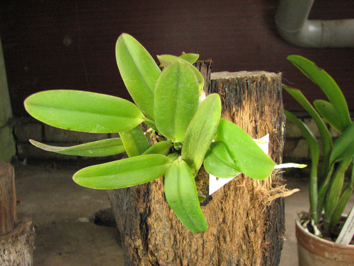 Laelia alaori suave 'Binot' x Cattleya luteola 'Big Star'.jpg