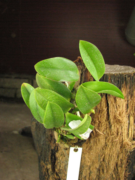 Laelia alaori alba 'Snow Flakes' x Laelia alaori alba 'SC'.jpg
