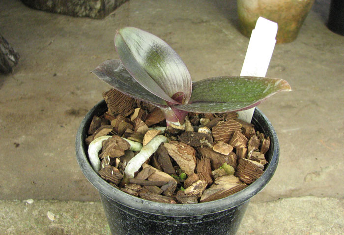 Doritaenopsis Joy Leopard Mount 'Leopard Mount'.jpg