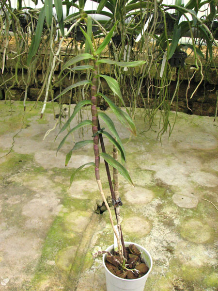 Dendrobium victoriae reginae.jpg