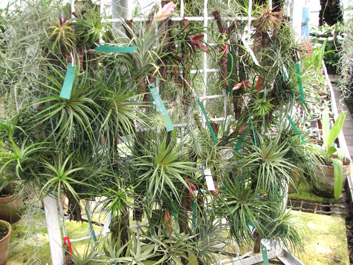 Tillandsia.jpg