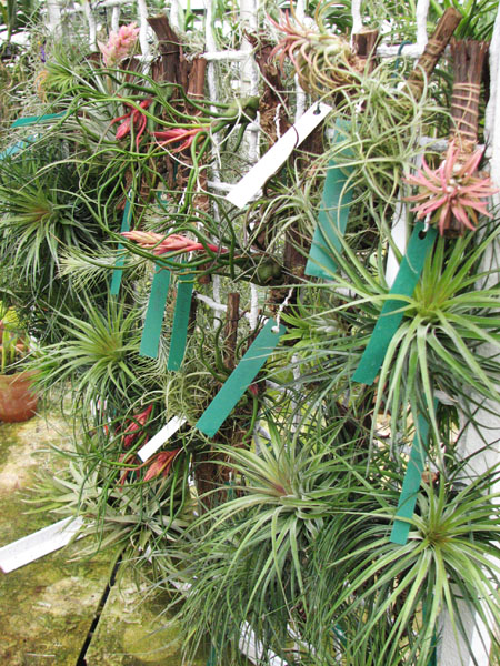 Tillandsia.jpg