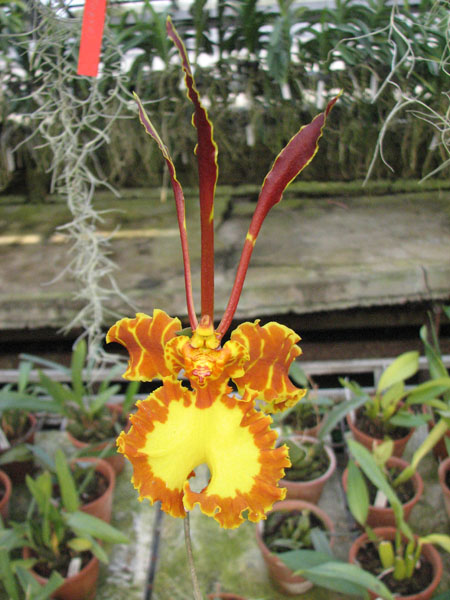 Psychopsis Kalihii 'Big'.jpg