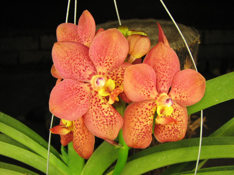 Ascocenda Medasand x Ascocenda Yip-Cua Chia Long.jpg