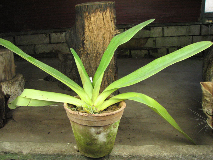 Paphiopedilum stonei x rothschildianum.jpg