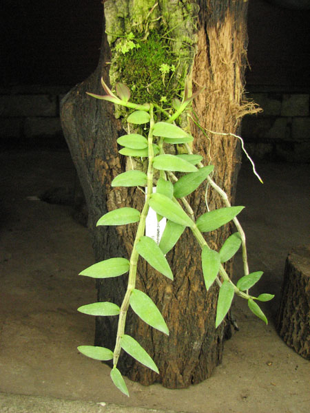 Dendrobium pierardii.jpg
