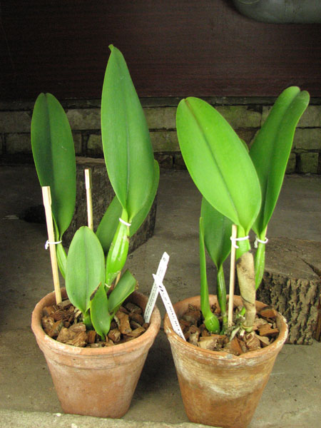 Potinara Spanish Eyes 'Tian Mu'.jpg